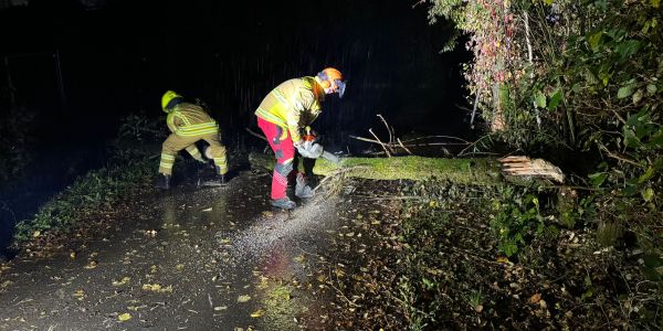 Umgestürzter Baum